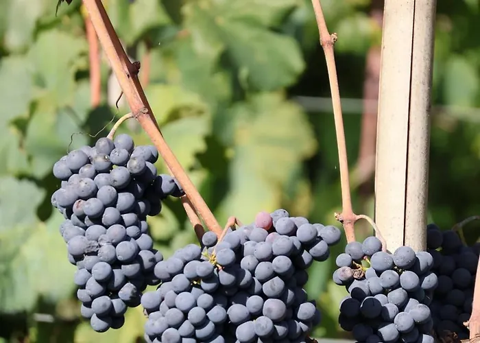 La Casa - Cosy Apt For 2 With Shared Swimming Pool And View Mezzana  zdjęcie